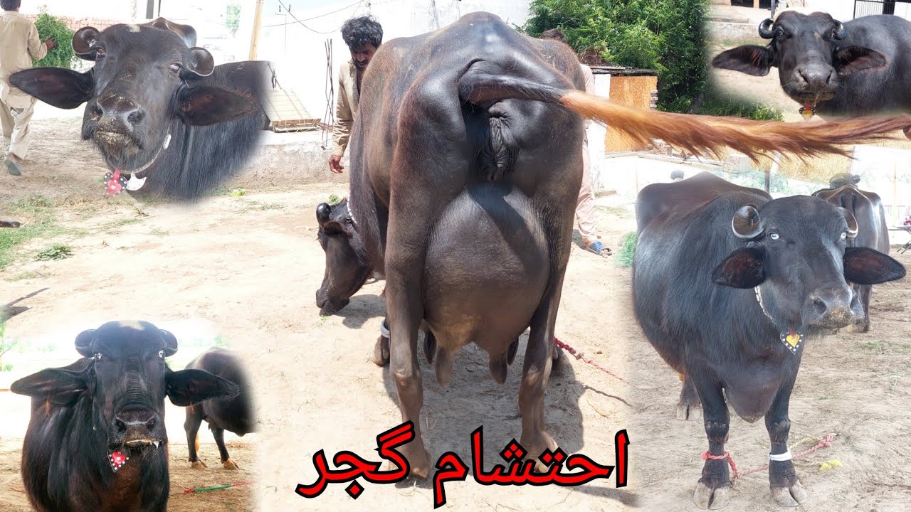 احتشام گجر چیچیاں 6 بھینسیں برائے فروخت 3 مئی 2024 karnana channel