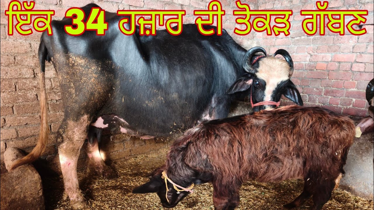 ਫੋਨ  9041796783 ਵੀਰ ਕੋਲ  ਤੋਕੜ  ਗੱਬਣ  ਗਾਂਵਾ ਝੋਟੀਆ  
