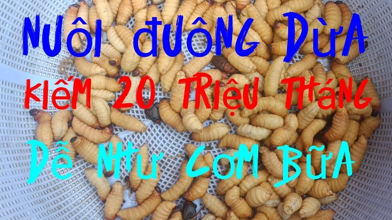 HƯỚNG DẪN TRỘN THỨC ĂN NUÔI ĐUÔNG DỪA ĐƠN GIẢN, DỄ HIỂU VÀ HIỆU QUẢ NHẤT