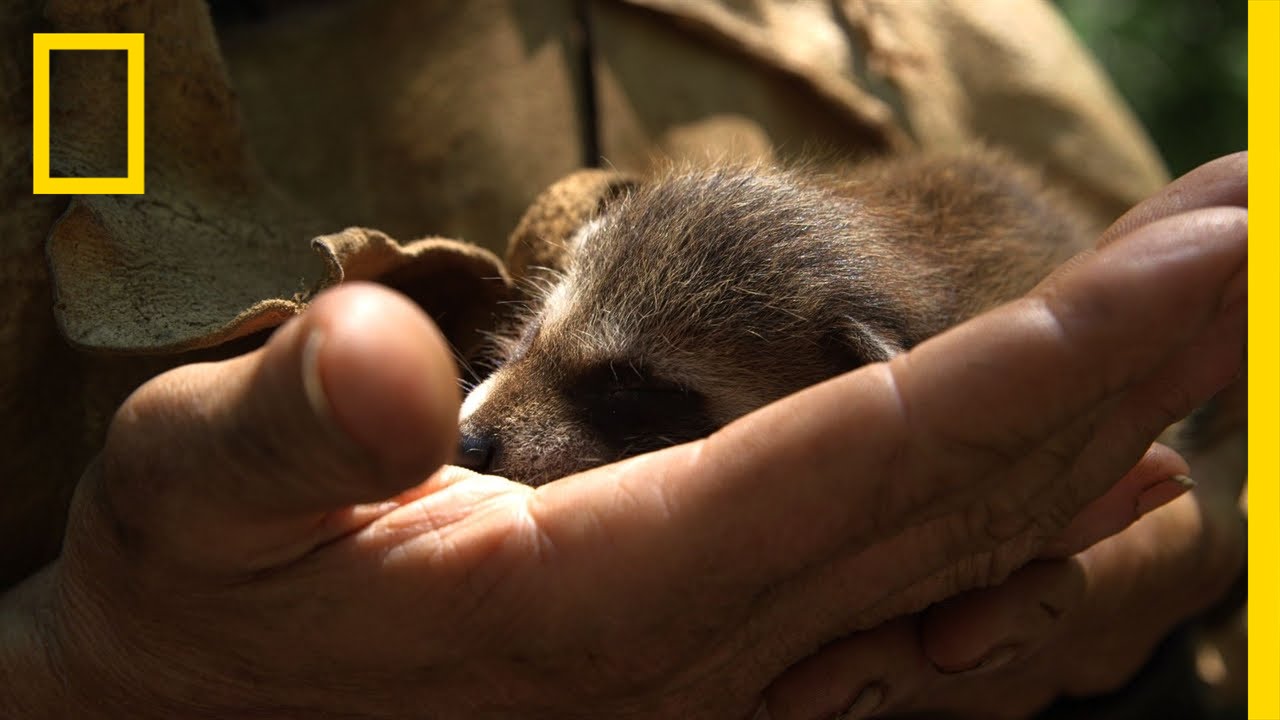 How to Raise a Baby Raccoon | Live Free or Die: DIY