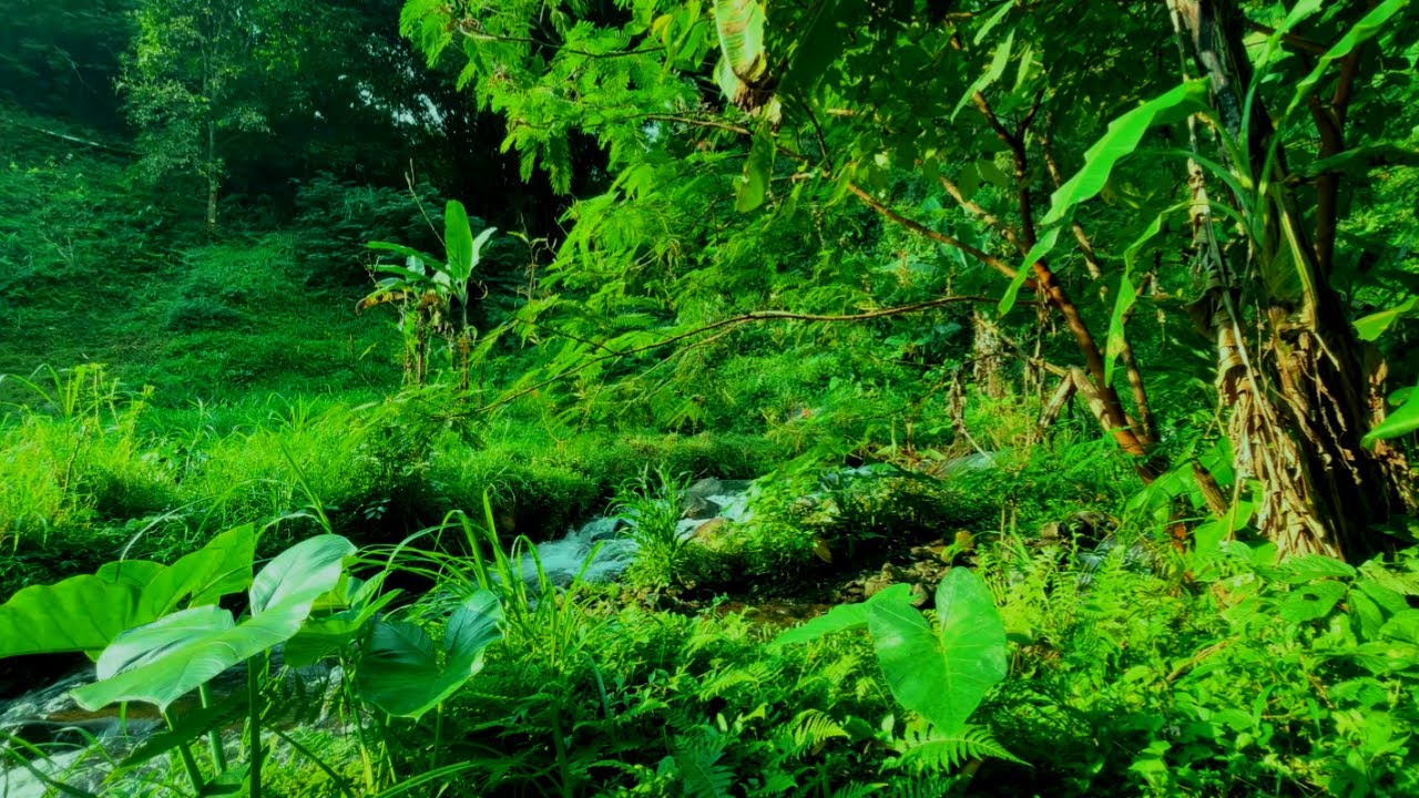 River Sounds for Sleep & Stress Relief – Peaceful Forest to Soothe the Soul