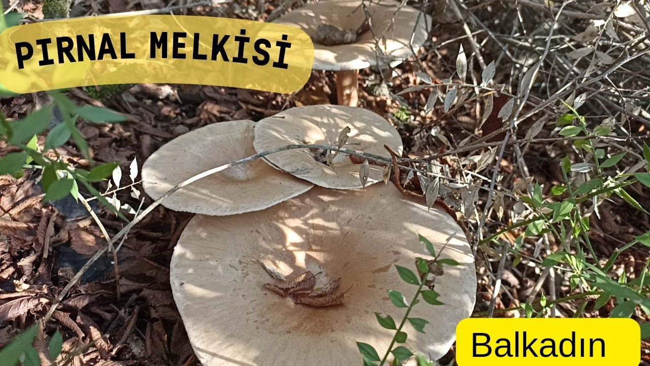 MANTAR DEĞİL ÇİÇEK 🍄🍄. Çanakkale'de Melki avı. Balkadın, Pırnal melkisi, Ebişke, Sıraca, Kurt kulağı