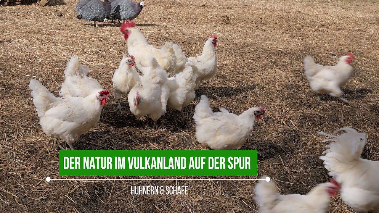 Hühner, Vögel und besondere Schafen | Natur auf der Spur | vulkantv.at