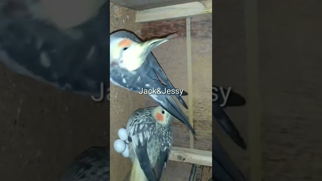 Cockatiel Breeding pair #cockatiels #cockatielbreeding #cockatielparrot