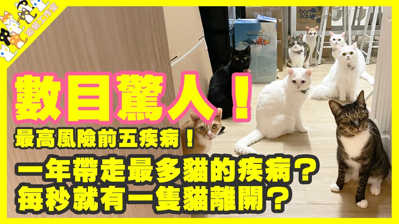 【孤貓工作室】數目驚人！一年帶走最多貓的疾病？每秒就有一隻貓離開？最高風險前五貓疾病！