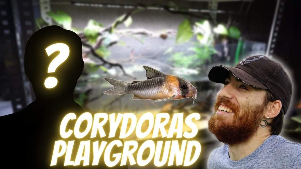 Un nouveau terrain de jeu pour mes corydoras (et un feat INCROYABLE)