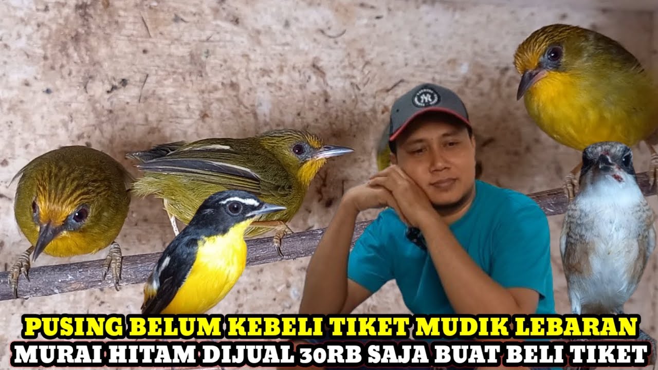 MURAI HITAM DIJUAL PUSING CUKUP 30RB!HARGA BURUNG TERBARU DIKIOS MANTO PASAR BURUNG PRAMUKA HARI INI