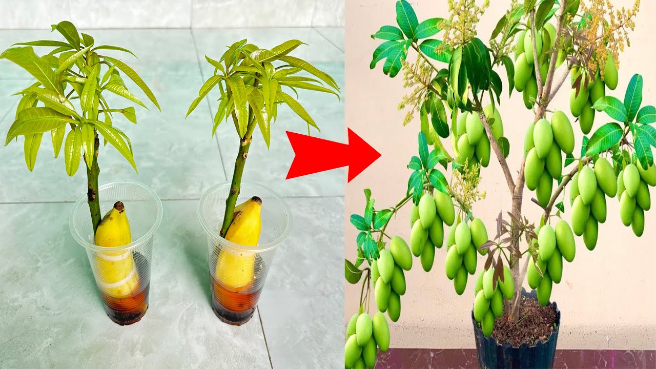 2 little known mango tree propagation techniques ? But the stimulation efficiency increases 10 times