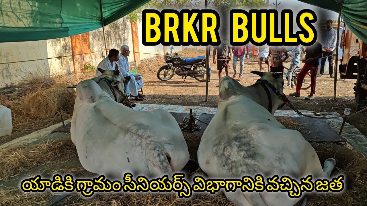 యాడికి గ్రామం సీనియర్స్ విభాగానికి వచ్చిన జత BRKR BULLS