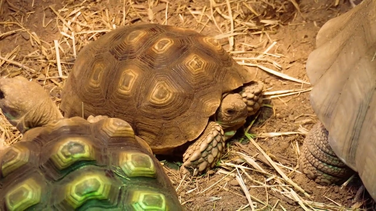 Visiting the Austin Aquarium