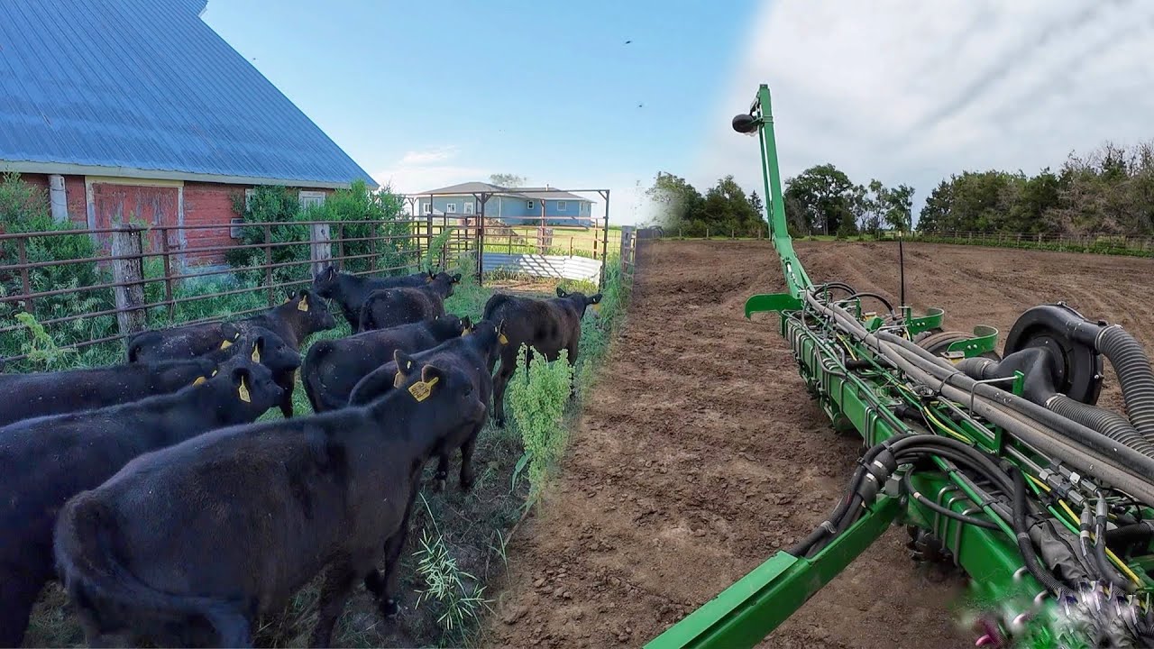 Planting sorghum and running Calves through