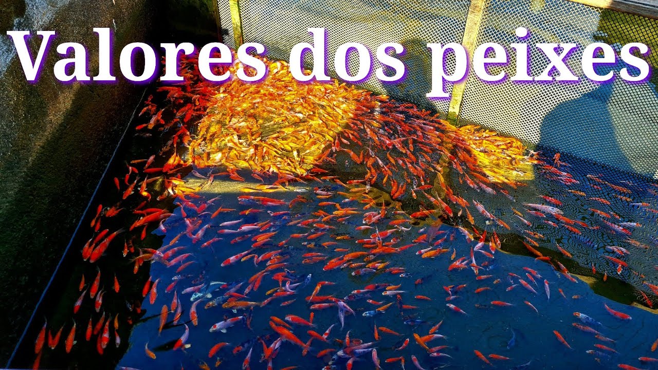 Valores dos peixes na loja