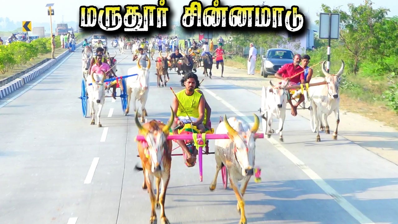 மருதூர் சின்னமாடு   திருச்சி பந்தயம் 15/02/26  ksk_rekla_race #krish_studio_