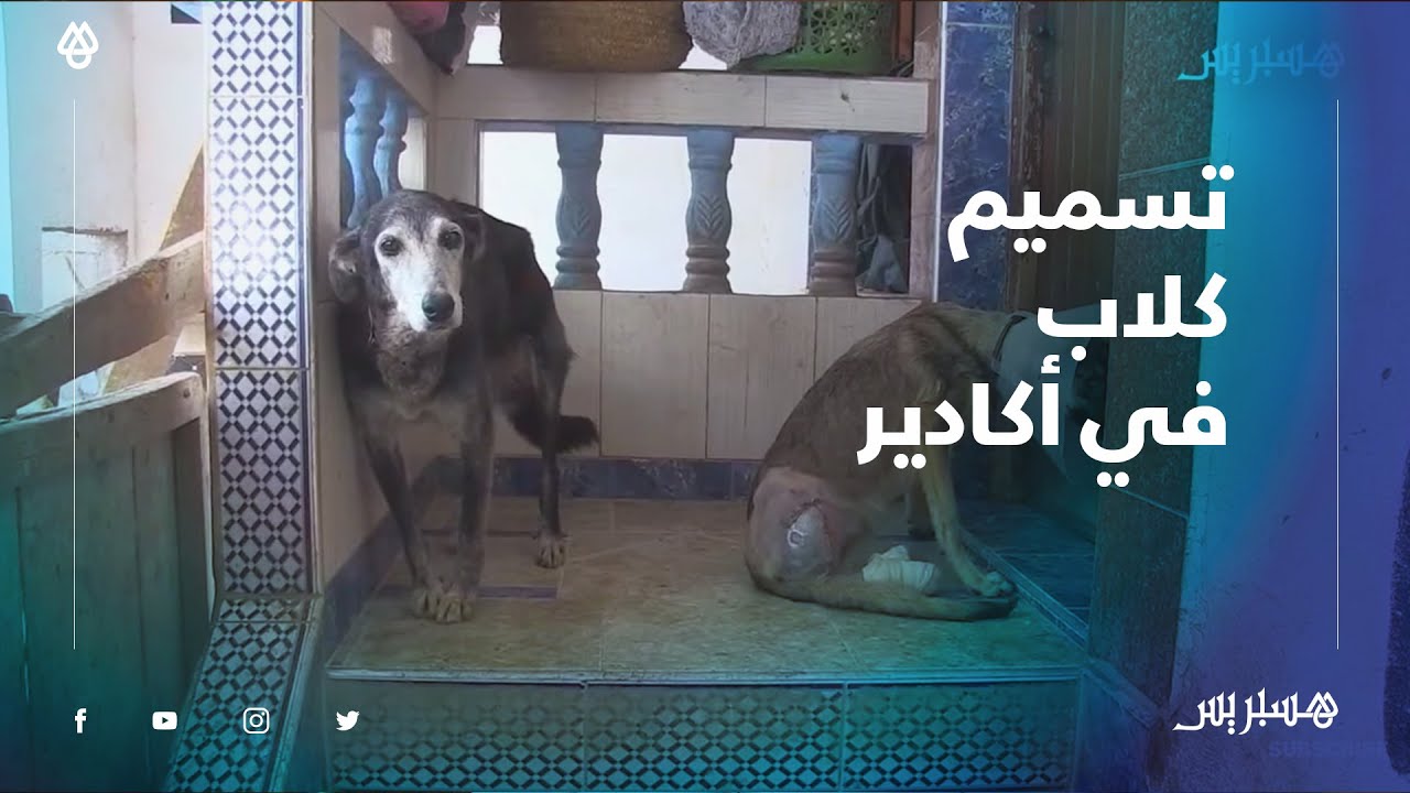 سطل دجاج مسموم.. جمعية لرعاية الكلاب الضالة تتهم مجهولين بتسميم حيواناتها