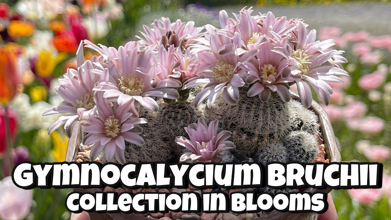 Gymnocalycium Bruchii Collection full of flowers | Gymnocalycium Collection blooms 2021