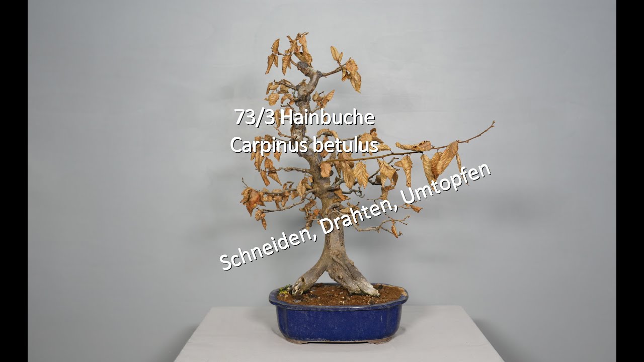 73/3 Hainbuche - Carpinus betulus