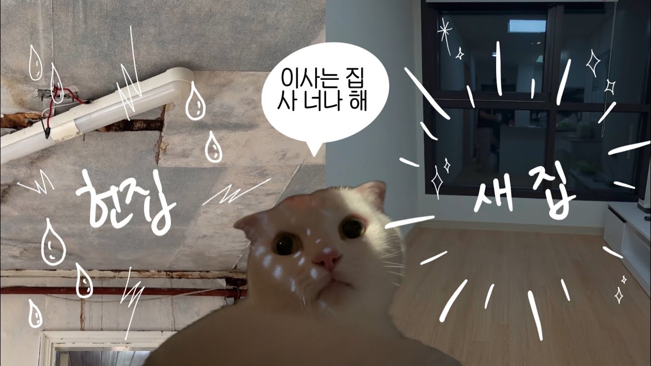 곰팡이집 탈출하기🏃‍♀️ | 38세 여성의 첫(?) 독립