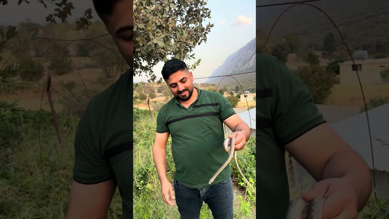  رزگارکردنی ڕەشمارێکی  پێنەگەشتوی بێژەهر لە مێرگەپان