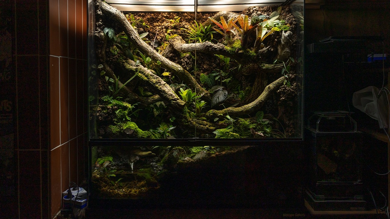 90cm 수조에 식물 값만 300만원 들어간 팔루다리움 제작기“A $2,000 Plant Paludarium in a 90cm Tank (One of My Best Builds)”