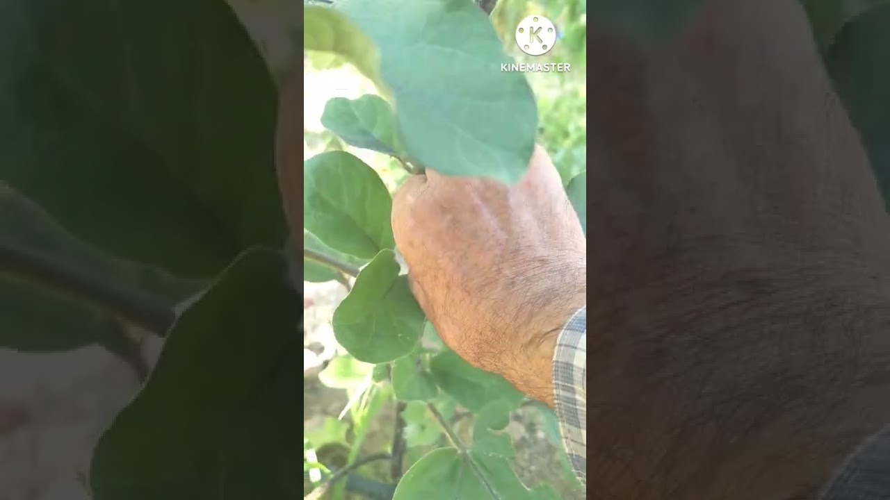 Come potare le piante di melanzane