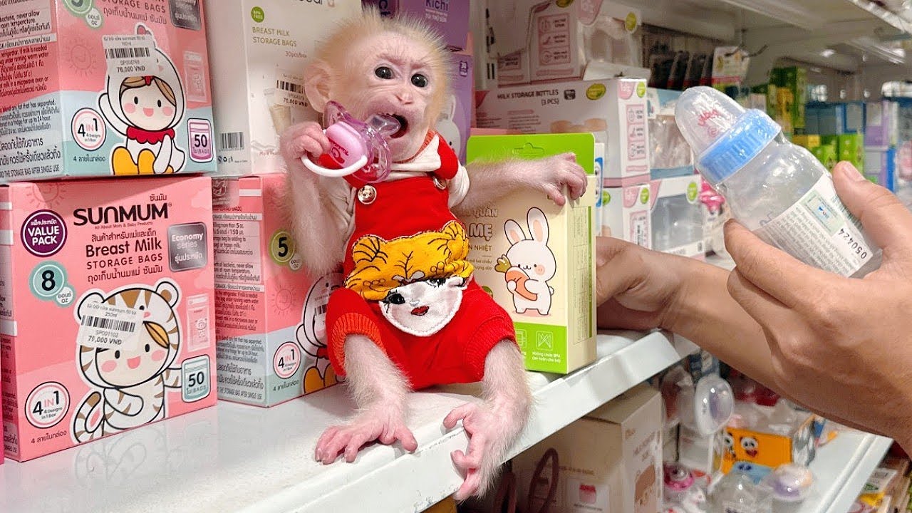 Baby monkey Lulu went shopping with Dad. Can you guess what they bought?