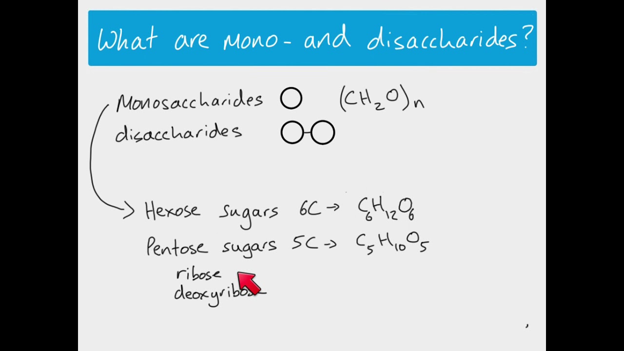 AS Biology - monosaccharides and disaccharides