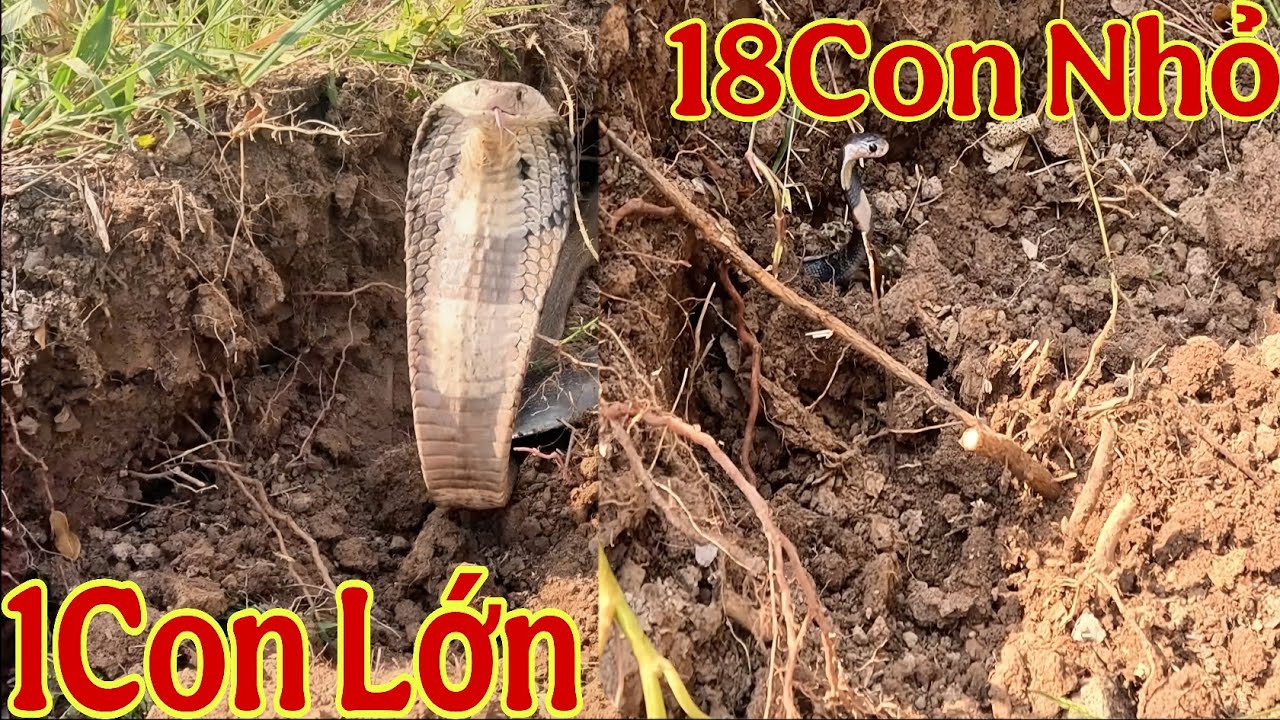 Phần1:Phú Lễ,Ba Tri,Bến Tre.Kỉ Lục 1Ngày 6 Hổ Mang Lớn,18 Nhỏ,2 Ổ Trứng Và 4 Hổ Vện||Giang Ca SB#93 