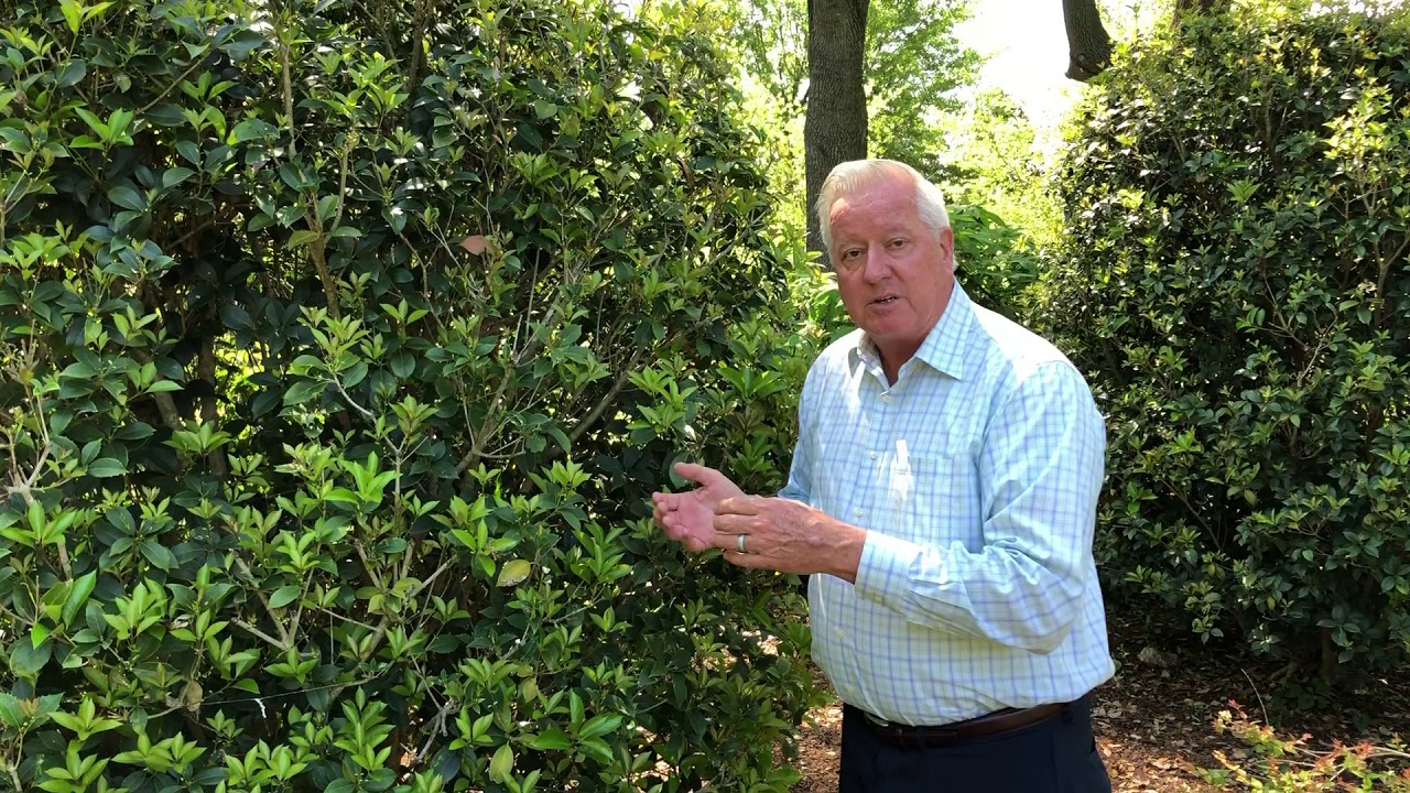 Plant Features: Osmanthus
