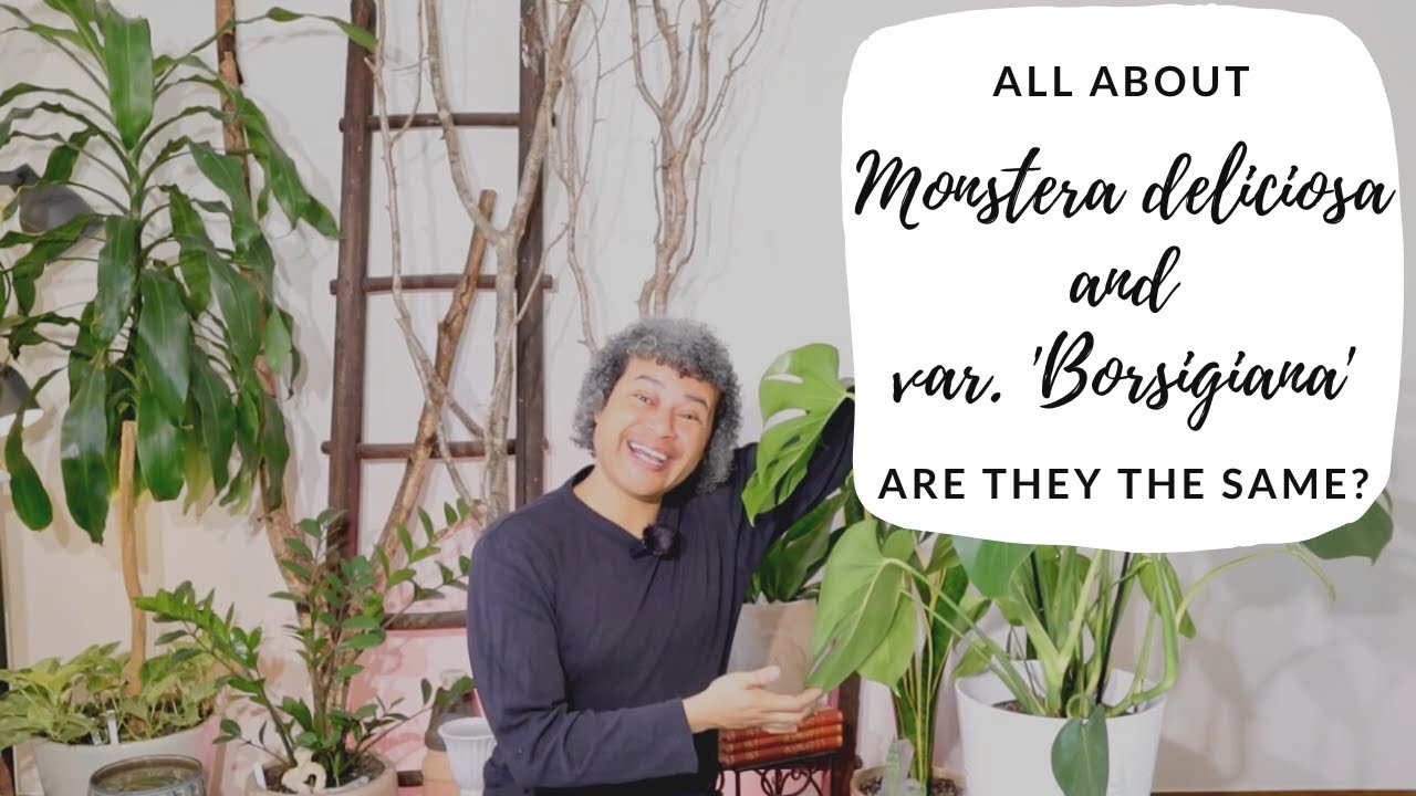 All About Monstera deliciosa & var. 'Borsigiana'. Are they the same?
