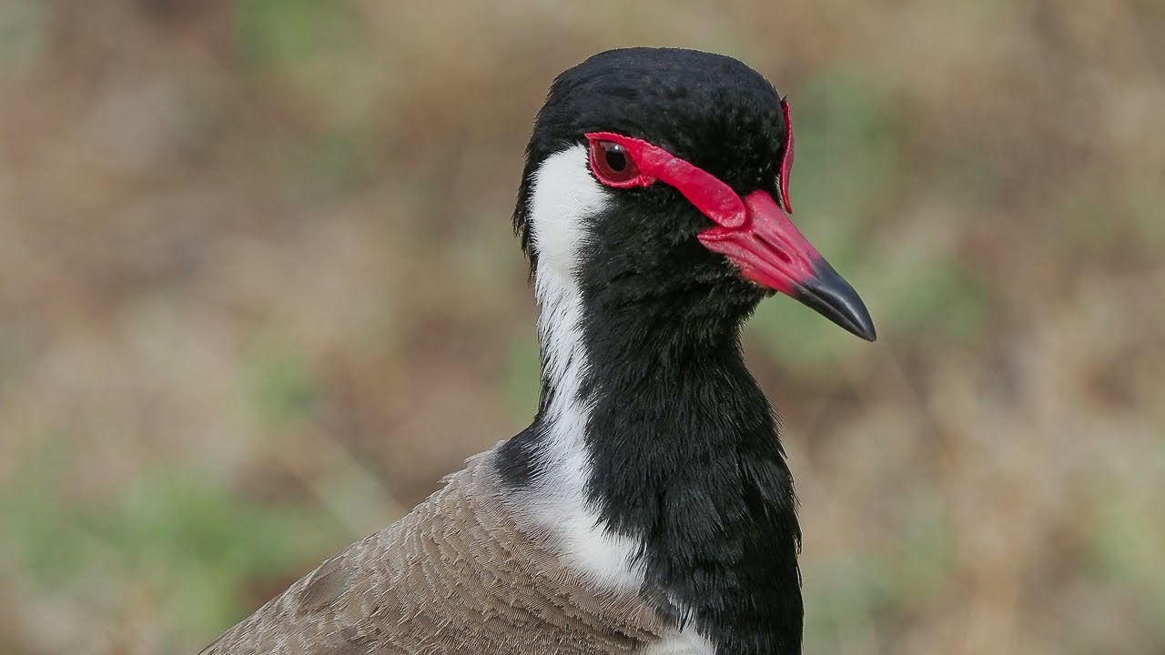 Birding Sri Lanka 2024 Part 4 Surrey Bird Sanctuay-Ponds & gardens around Tissamaharama-Yala N.P.