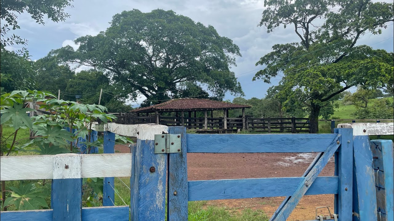 Fazenda a venda no Tocantins na região de Barrolândia TO#pecuaria#lavoura