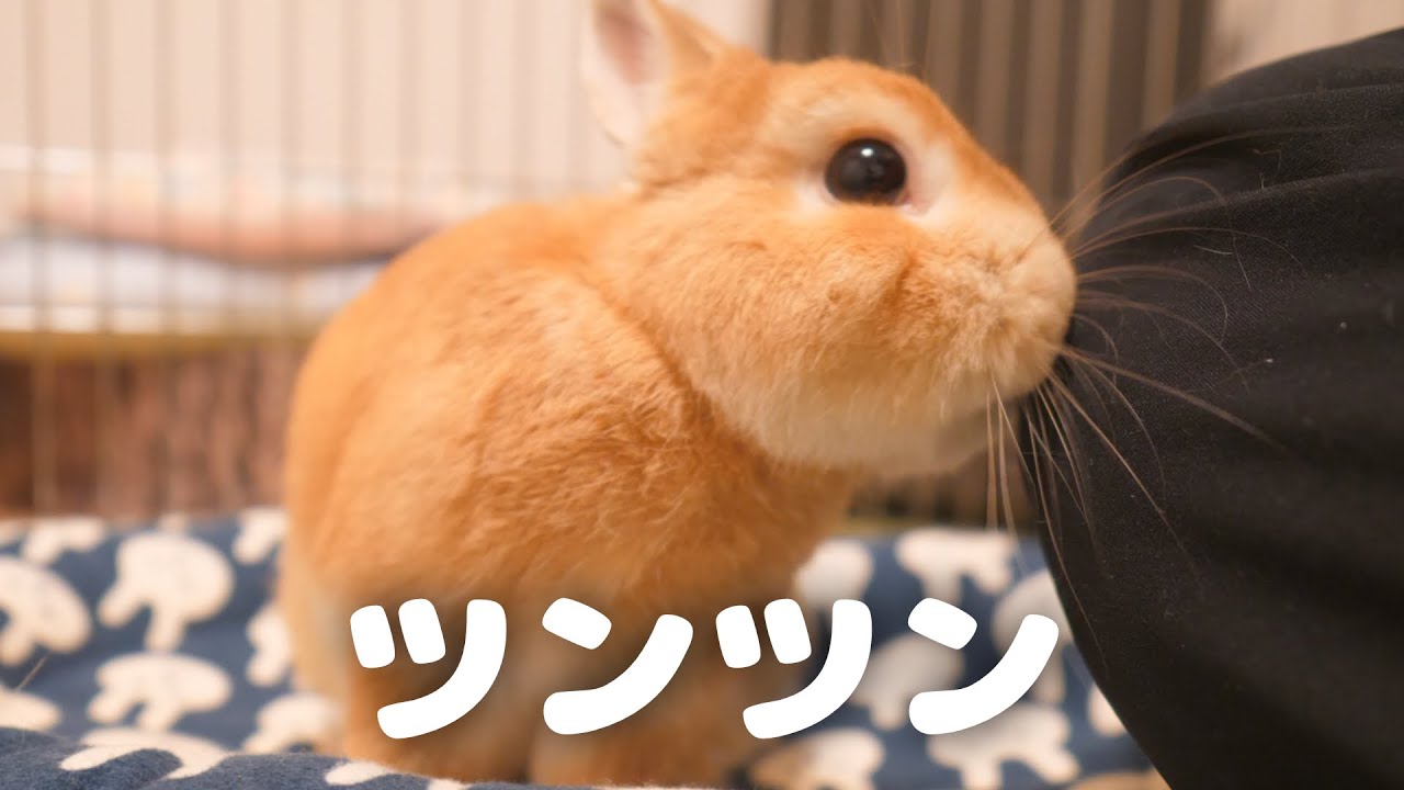 構って欲しくてお鼻でツンツンしてくるウサギがこちら【No.391】