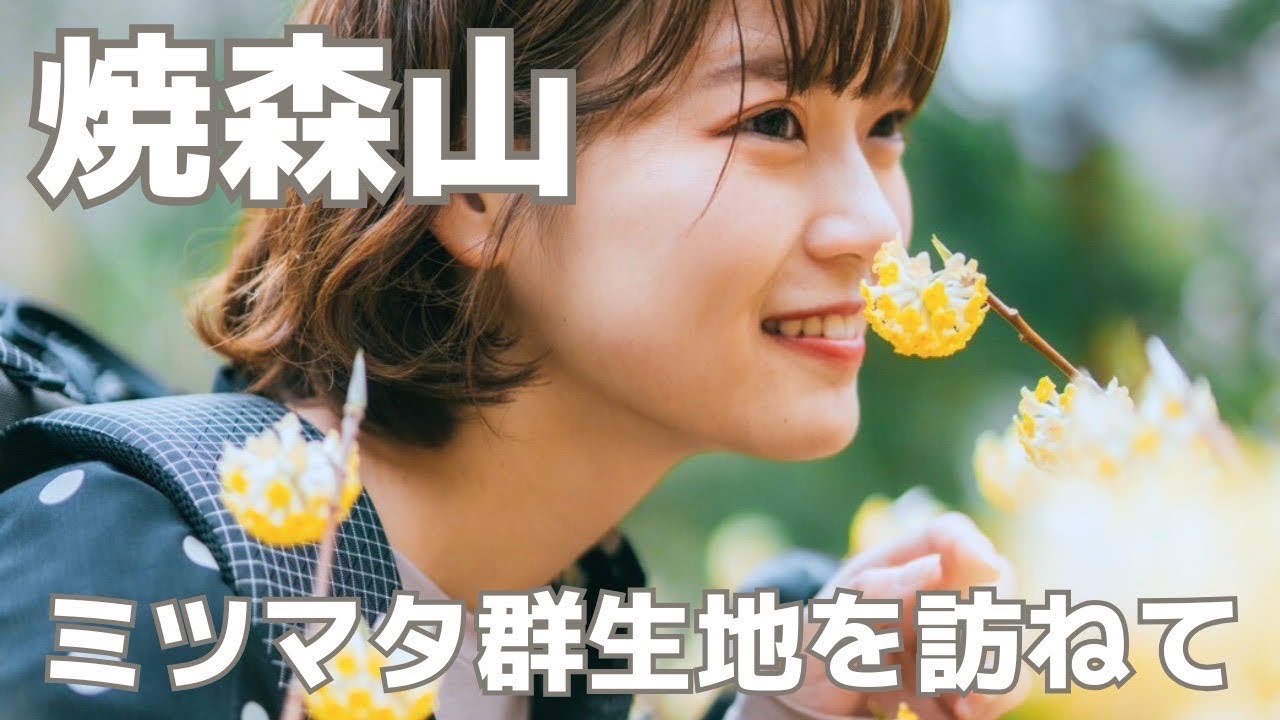 【登山】焼森山で初めてのミツマタ！春のお花畑ハイキング | 栃木 Nrucに寄り道も