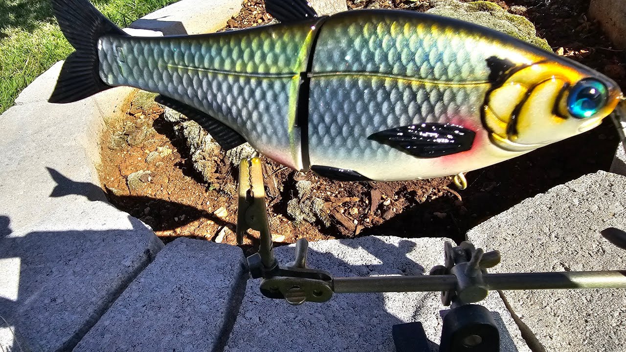 Gizzard Shad