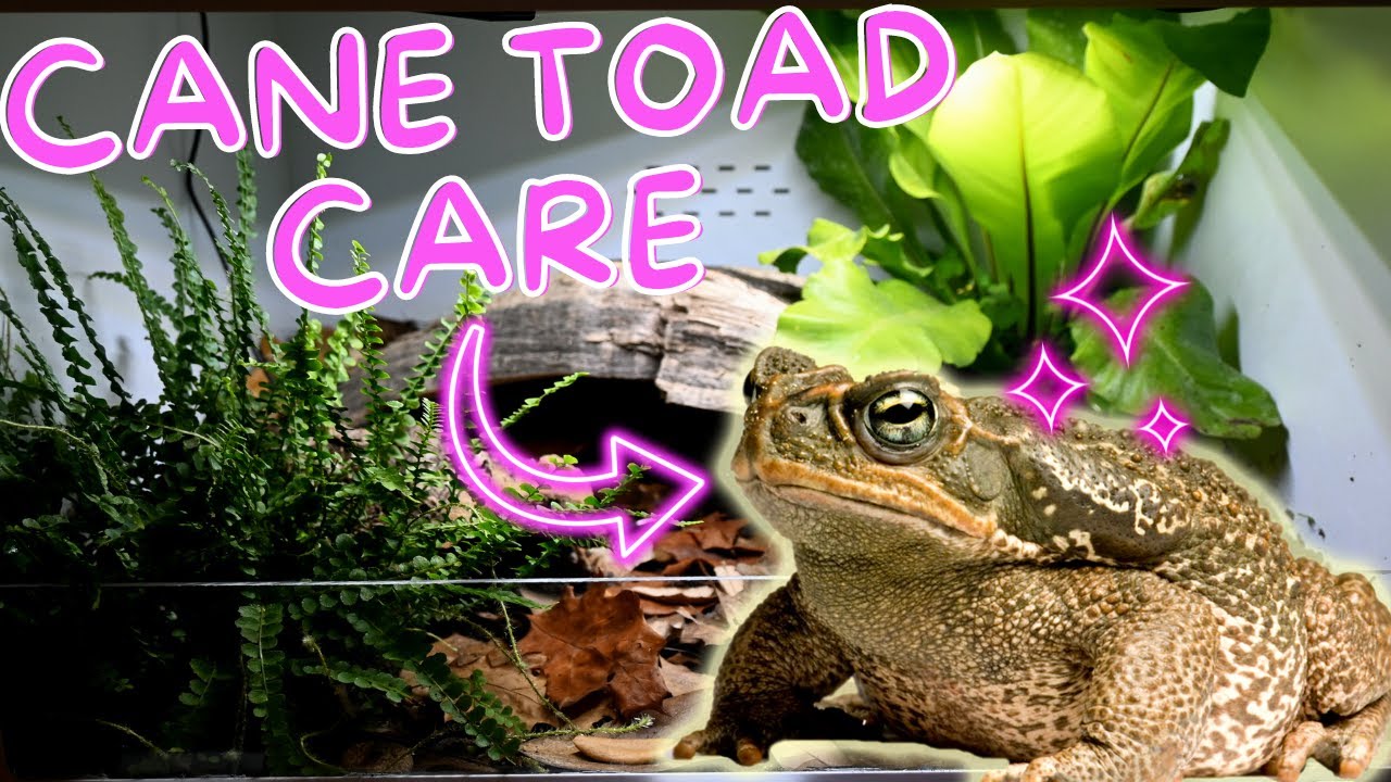 Complete Cane Toad Care Guide | the best pet amphibian? toad care guide