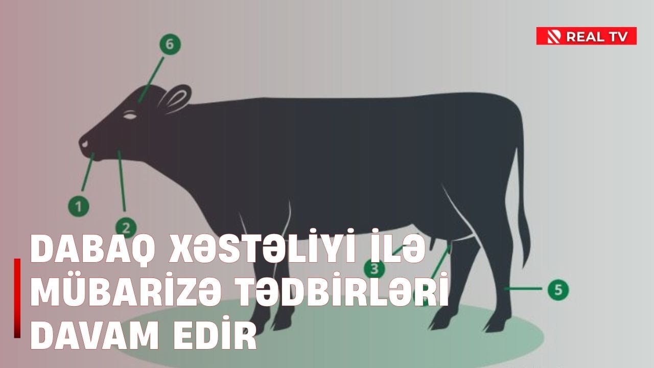 Dabaq xəstəliyi ilə mübarizə tədbirləri davam edir, xəstəliyin əlamətləri bunlardır