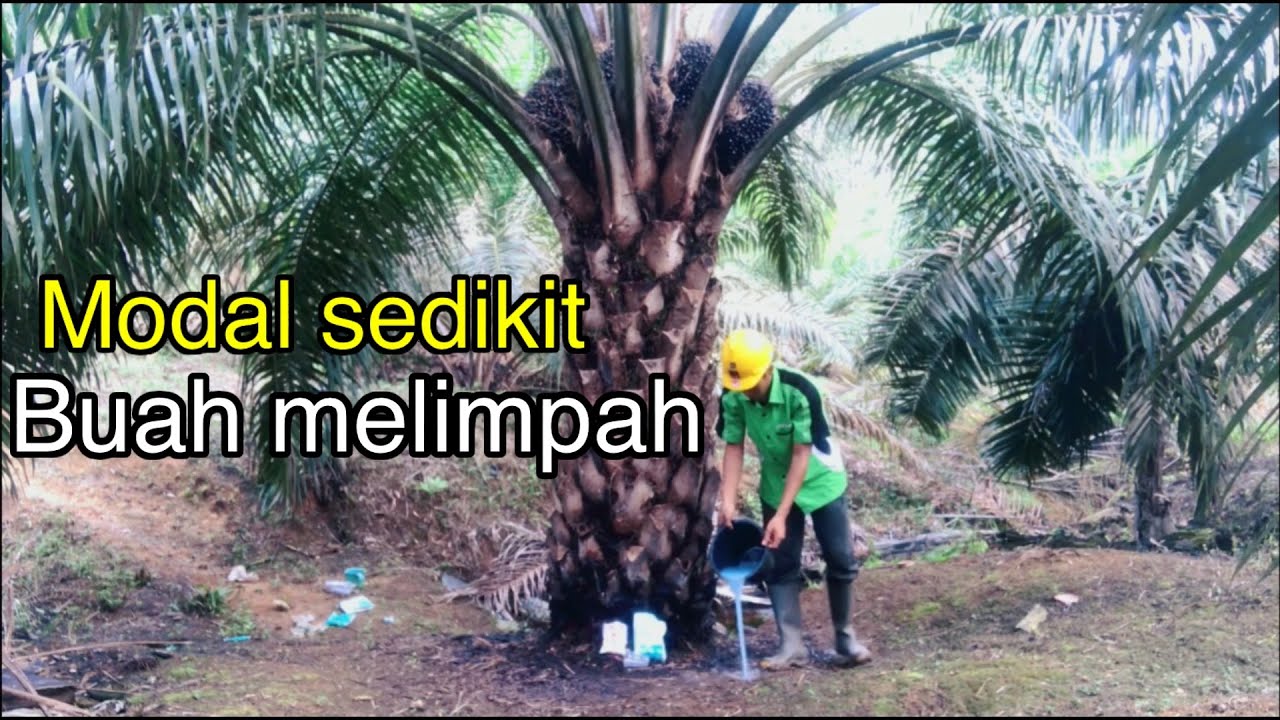 pupuk sawit biar buah banyak || very useful greetings of success from oil palm farmer channel