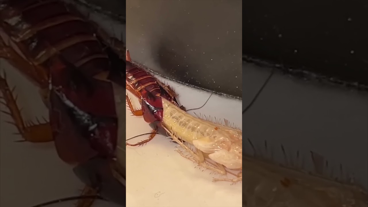 Getting Rid of american cockroaches #cockroach #roach #germancockroach #pestcontrol #exterminator