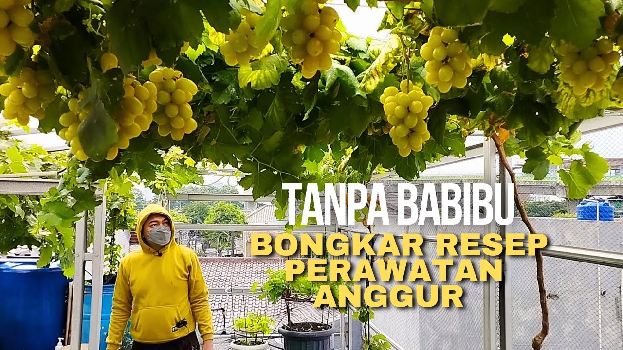 Gak Usah Bingung! Nih Cara Rawat Anggur Impor Biar Lebat Bin Sehat