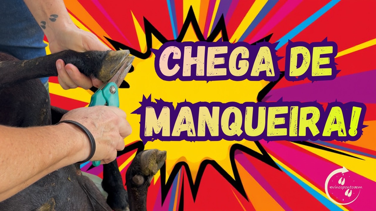 Ovelha mancando? Como tratar a manqueira!