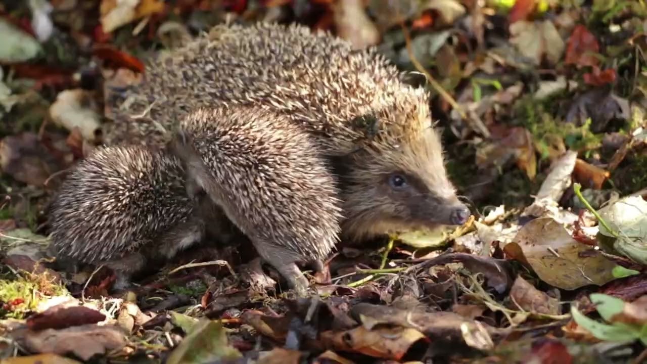 Sussex Nature Recovery
