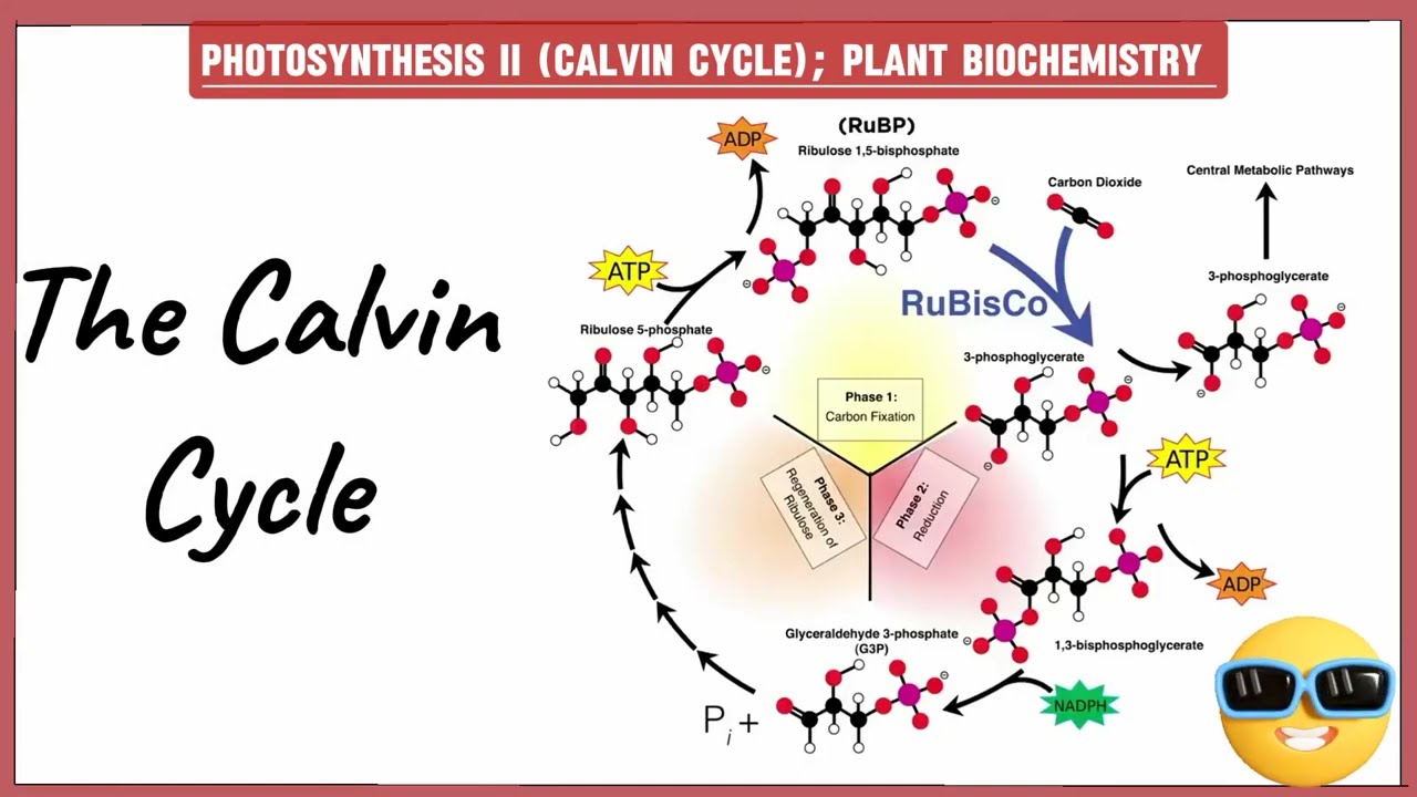 Photosynthesis II (Calvin Cycle) - Plant Biochemistry | The Biochemistry Academy.