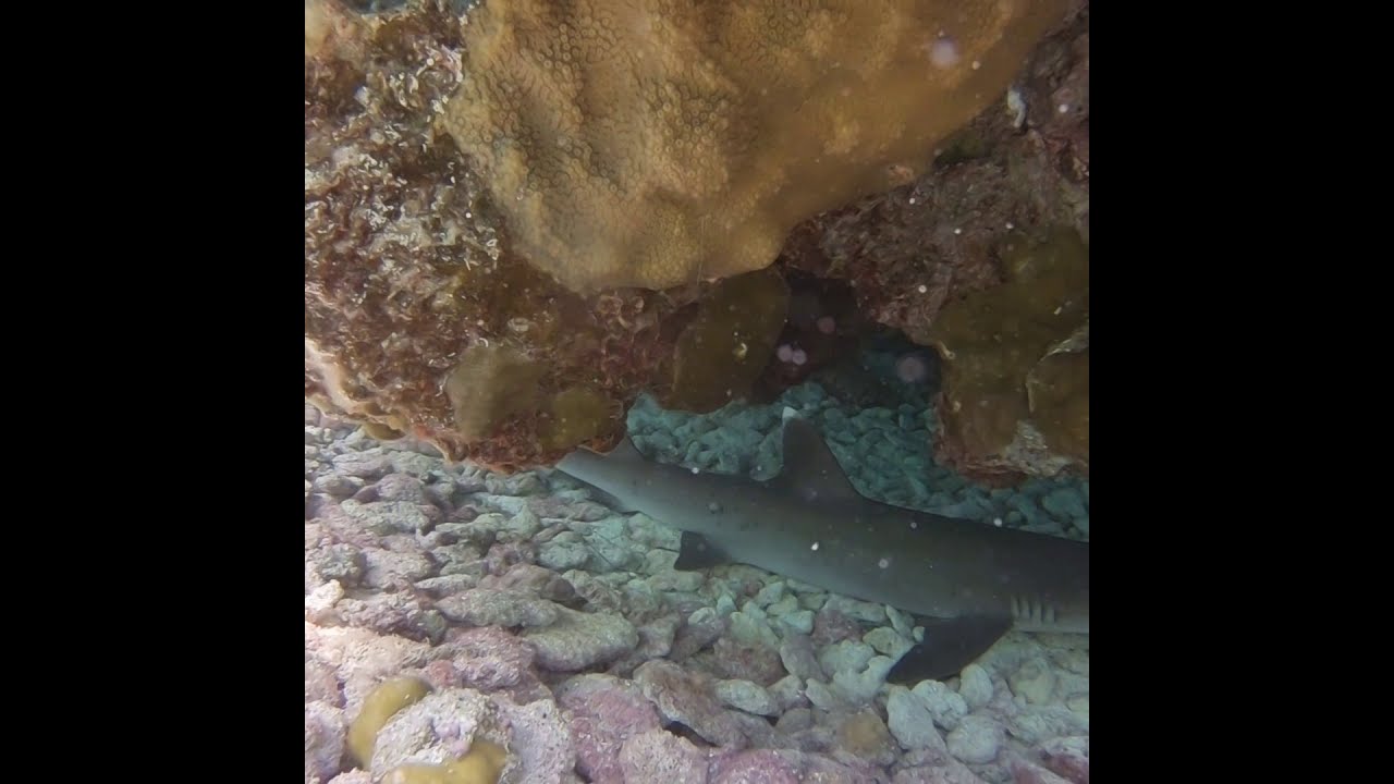 Sharks at Minerva reef, passage from NZ to Fiji