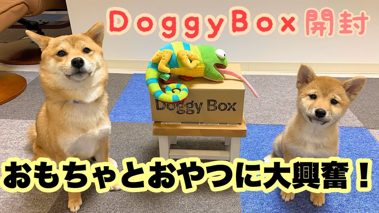DoggyBoxのおもちゃとおやつに大興奮の豆柴姉弟♪【おまけで第二回お散歩動画付き】