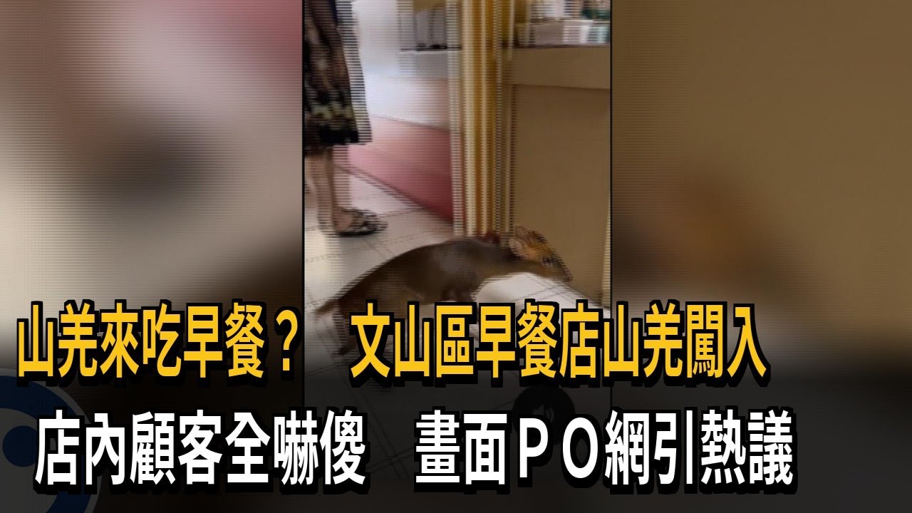肚子餓？山羌現蹤文山區早餐店 民眾早餐吃一半突竄出－民視新聞
