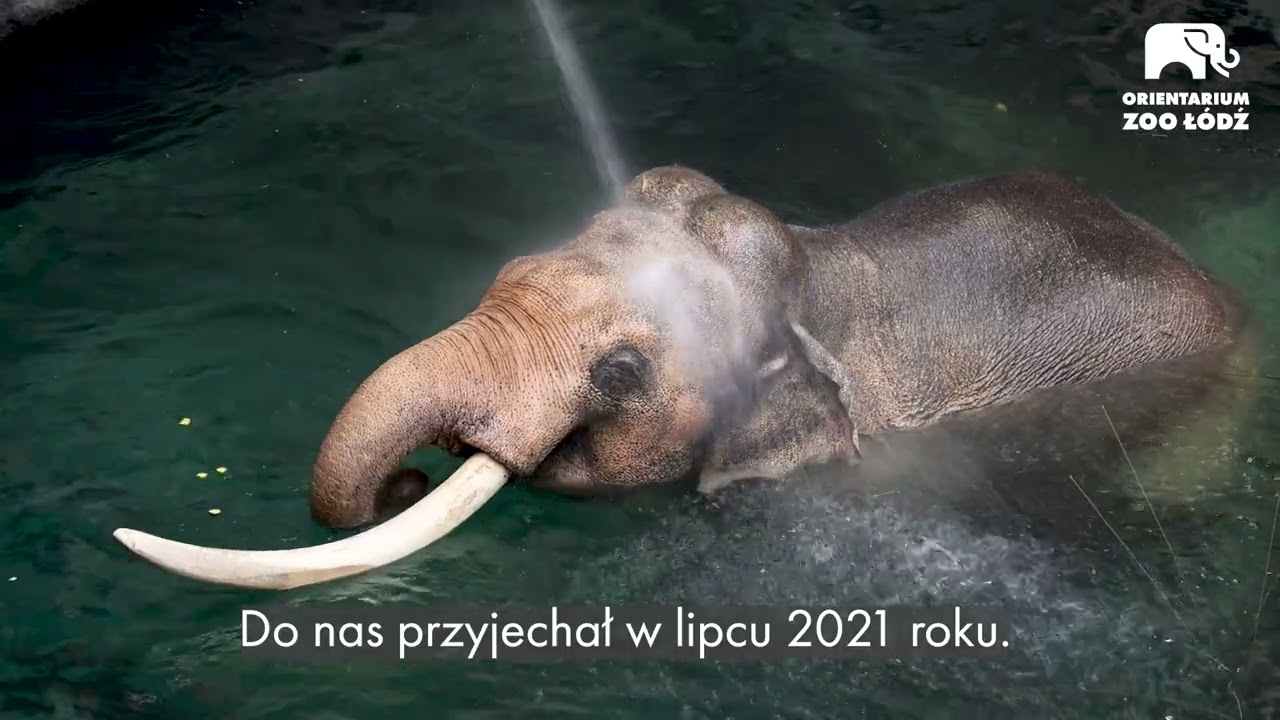 Słoń Aleksander z Orientarium w Łodzi