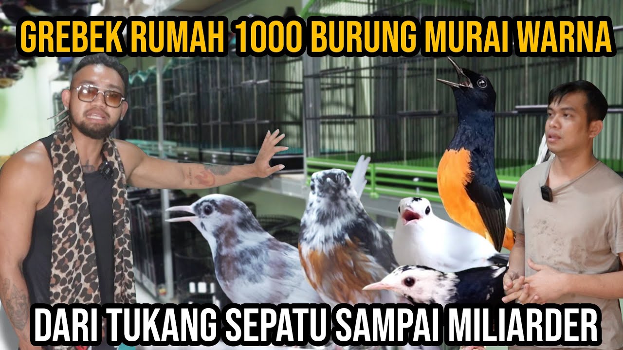 GAMASUK AKAL! GREBEK RUMAH 1000 BURUNG MURAI WARNA ,DARI TUKANG SEPATU SAMPAI MILIARDER #AudreyA