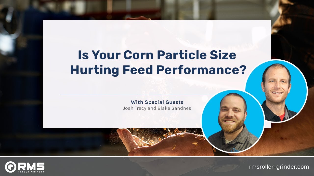 Is Your Corn Particle Size Hurting Feed Performance? | RMS Roller-Grinder