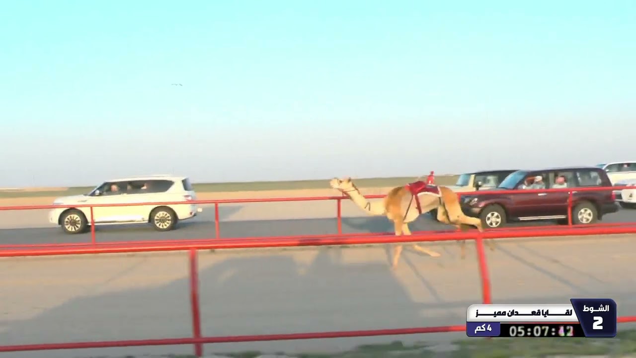 2 الشوط الثاني لقايا قعدان مميز السبت 21 02 2026