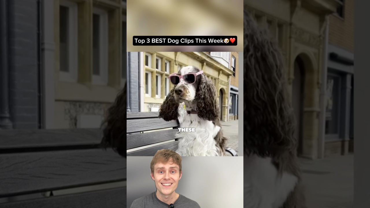 Top 3 BEST Dog Videos Of The Week🐶Funny dog compilation and wholesome pet moments 